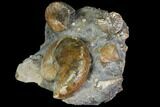 Cretaceous Fossil Ammonite Cluster - South Dakota #115363-2